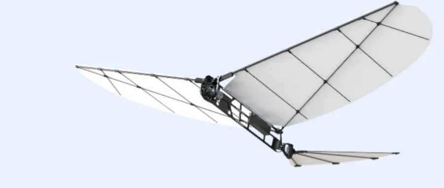This 22-Year-Old SJTU PhD Is Building Flapping Wing Robots — and Sequoia Just Backed Him